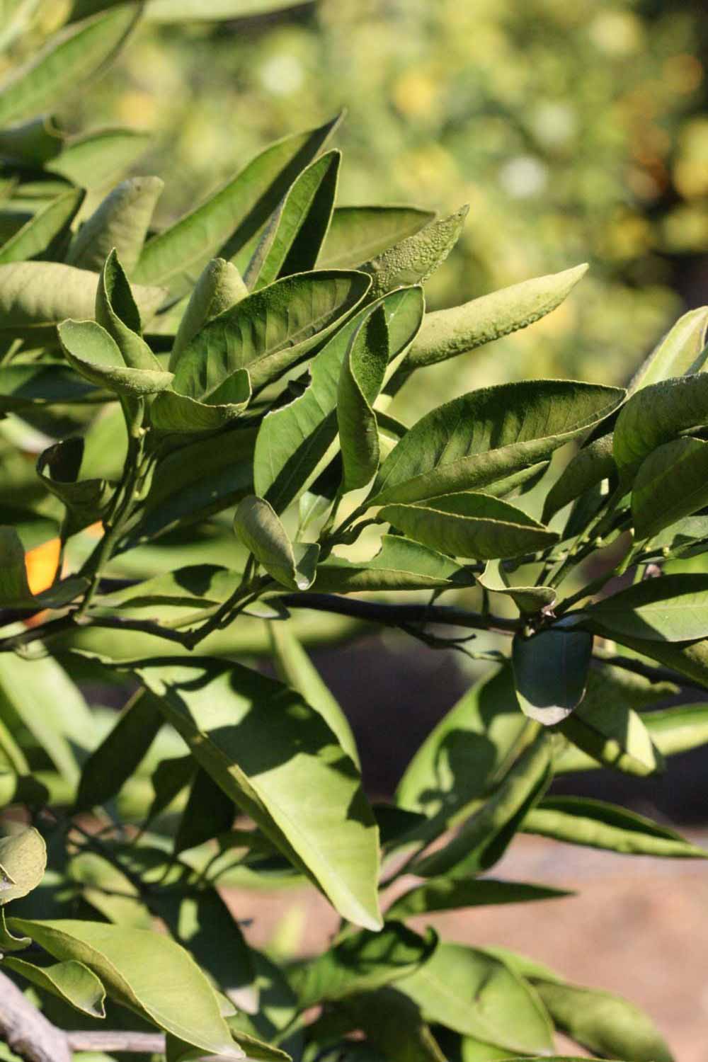              Sun leaves (Riverside, CA)       